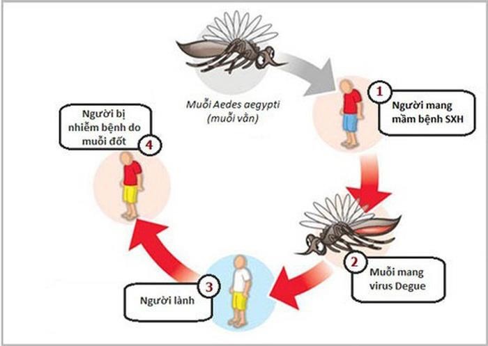 Sốt xuất huyết Dengue có thể gây tử vong, bác sĩ lưu ý cách điều trị, chăm sóc bệnh nhân - Ảnh 1.