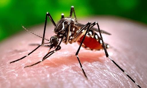 Sốt xuất huyết Dengue có thể gây tử vong, bác sĩ lưu ý cách điều trị, chăm sóc bệnh nhân - Ảnh 2.