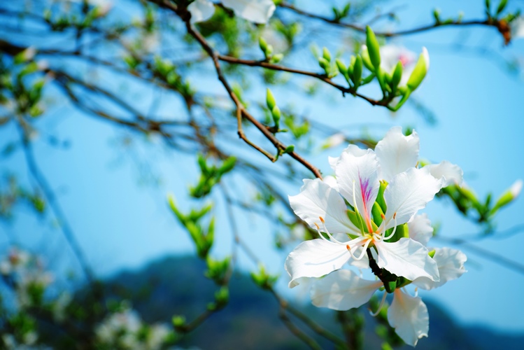 Đồ họa mạng di động Thiết kế hoa Hình ảnh Khung hình nền hoa - Ngày png tải  về - Miễn phí trong suốt Hoa Thiết Kế png Tải về.
