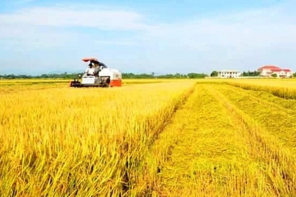 Cân đối nguồn lúa, gạo phục vụ nhu cầu trong nước, xuất khẩu, đảm bảo an ninh lương thực quốc gia trong mọi tình huống - Ảnh 2.