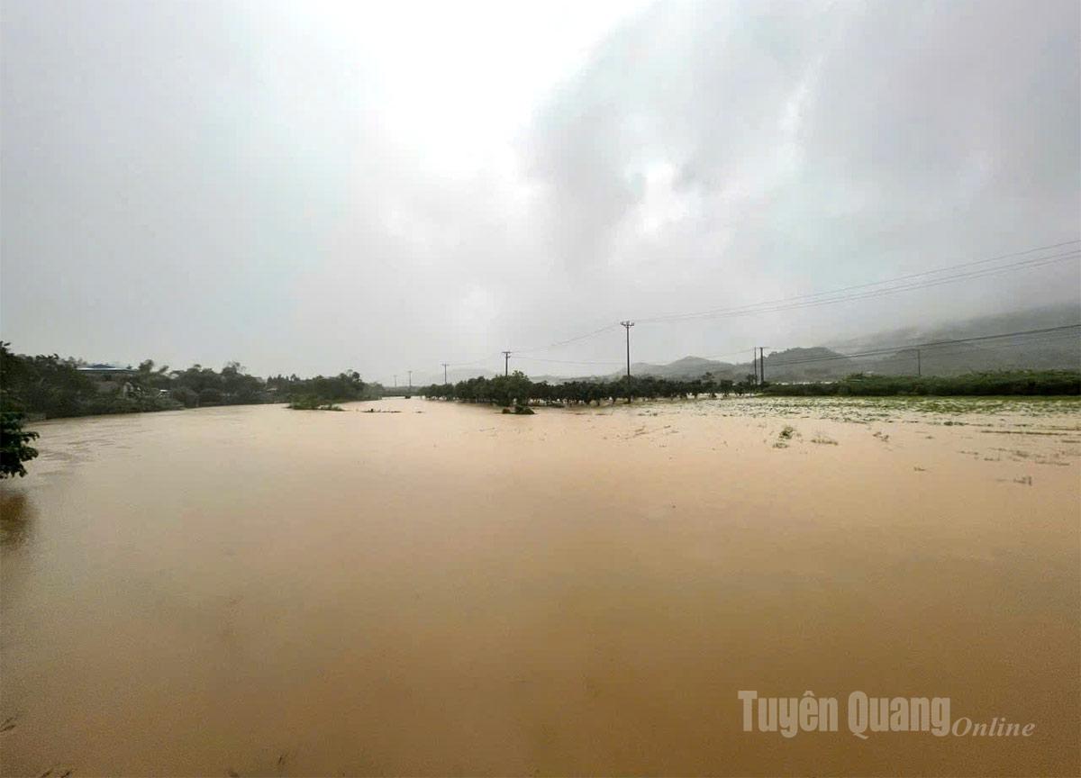 Tuyên Quang: 41 xã đang bị ngập sâu, có nơi trên 4m; 1350 nhà phải di dời khẩn cấp- Ảnh 42.