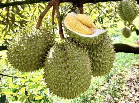 Thêm 960 mã số vùng trồng, cơ sở đóng gói sầu riêng được xuất khẩu sang Trung Quốc- Ảnh 1. Thêm 960 mã số vùng trồng, cơ sở đóng gói sầu riêng được xuất khẩu sang Trung Quốc- Ảnh 1.