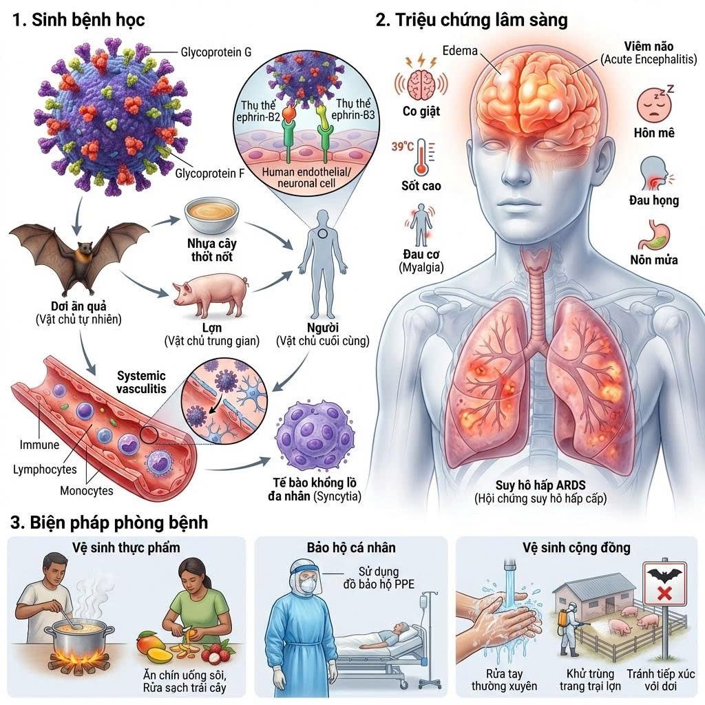 40-75% bệnh nhân mắc VIRUS NIPAH TỬ VONG; BỘ Y TẾ chỉ đạo KHẨN; KHUYẾN CÁO các BIỆN PHÁP ỨNG PHÓ- Ảnh 4.