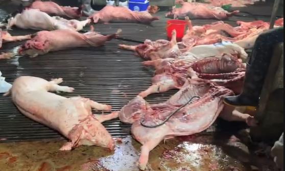 Khởi tố Chủ tịch, Tổng Giám đốc, Giám đốc, Kế toán, Trưởng phòng, đăng kiểm viên, cán bộ thú y, môi trường...- Ảnh 10.