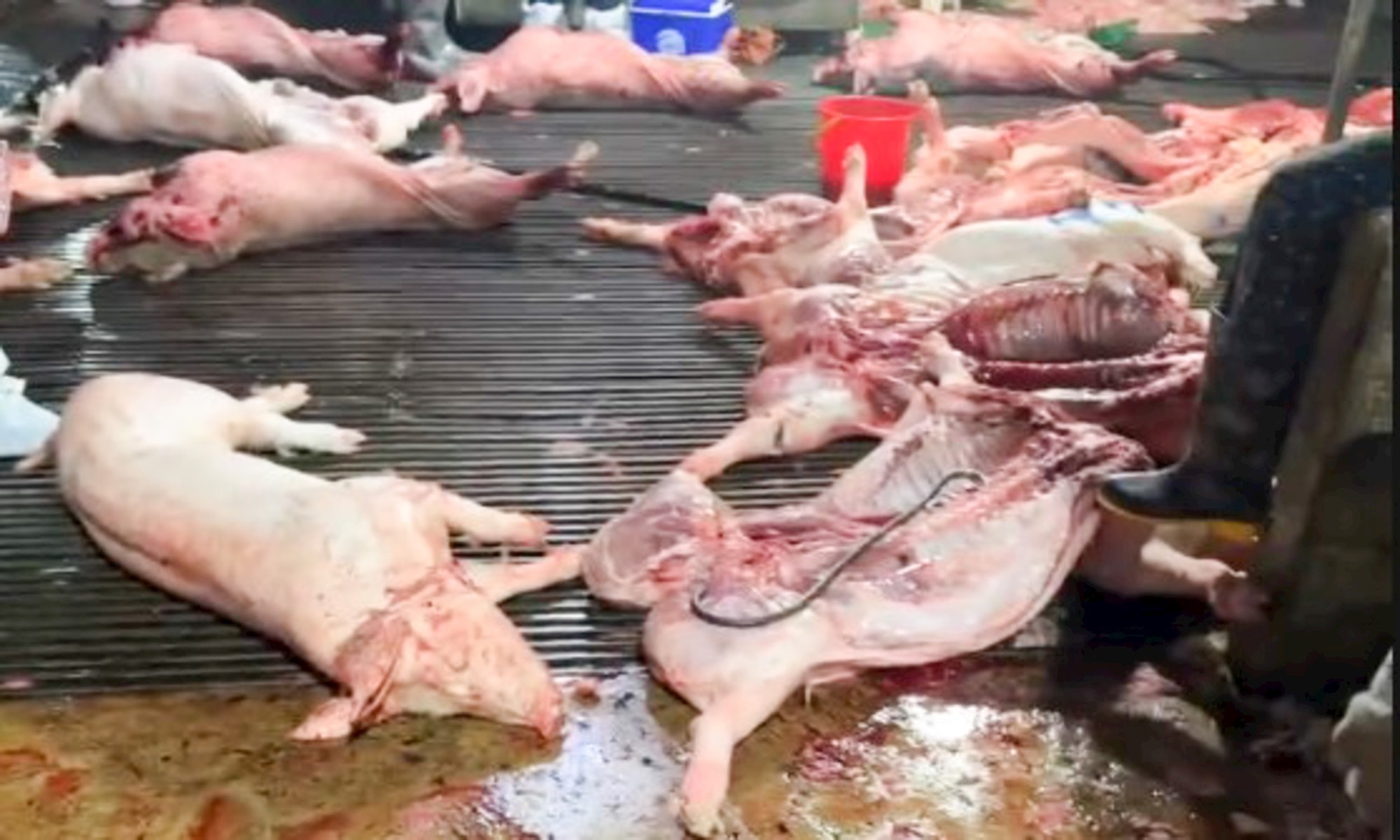 Triệt phá đường dây cung cấp thực phẩm “bẩn” vào trường học: Khởi tố nguyên Hiệu trưởng, kế toán, chủ hộ kinh doanh- Ảnh 4.