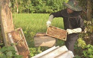 Quy định mới về an toàn thực phẩm đối với mật ong
