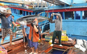Xử lý hình sự hành vi môi giới đưa tàu cá Việt Nam khai thác trái phép ở vùng biển nước ngoài