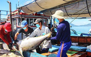 Kiên quyết từ chối thu mua, chế biến, xuất khẩu các sản phẩm thủy sản có nguồn gốc từ khai thác IUU