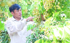 Tiêu chuẩn tặng Huân chương Lao động các hạng với nông dân, công nhân