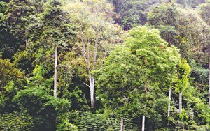 Tăng hiệu quả quản lý rừng bền vững