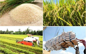Cân đối nguồn lúa, gạo phục vụ nhu cầu trong nước, xuất khẩu, đảm bảo an ninh lương thực quốc gia trong mọi tình huống