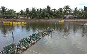 Quy định mức xử phạt hành vi không sử dụng đất trồng cây lâu năm, đất nuôi trồng thủy sản
