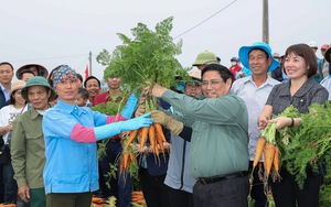 Thủ tướng Phạm Minh Chính xuống đồng cấy lúa, thu hoạch cà rốt cùng nông dân