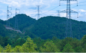 Quy định mới về tạm sử dụng rừng phục vụ thi công dự án lưới điện vì lợi ích quốc gia, công cộng