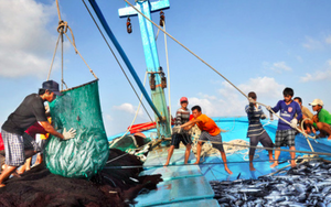 TOÀN VĂN: Chỉ thị của Ban Bí thư về tăng cường lãnh đạo chống khai thác thủy sản bất hợp pháp