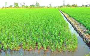 TOÀN VĂN: Dự thảo Nghị định quy định chi tiết về đất trồng lúa