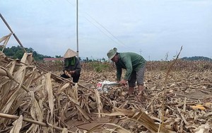 TOÀN VĂN: Nghị định về hỗ trợ sản xuất nông nghiệp để khôi phục sản xuất do thiên tai, dịch hại thực vật