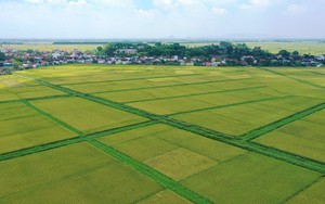 Nghị định 292/2025/NĐ-CP quy định đối tượng, thời hạn miễn thuế sử dụng đất nông nghiệp