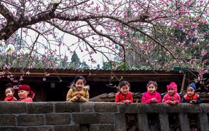 Chỉ thị số 55-CT/TW của Ban Bí thư về việc tổ chức Tết Bính Ngọ năm 2026