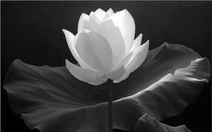 TỔ CHỨC LỄ TANG ĐỒNG CHÍ ĐOÀN DUY THÀNH, NGUYÊN PHÓ CHỦ TỊCH HỘI ĐỒNG BỘ TRƯỞNG VỚI NGHI THỨC CẤP NHÀ NƯỚC