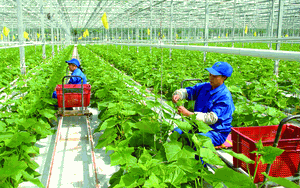 Tiêu chí chọn 1000 doanh nghiệp tiên phong