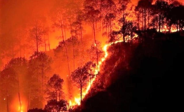 Nguy cơ cháy rừng rất cao, Thủ tướng chỉ đạo cấp bách ứng phó - Ảnh 2.