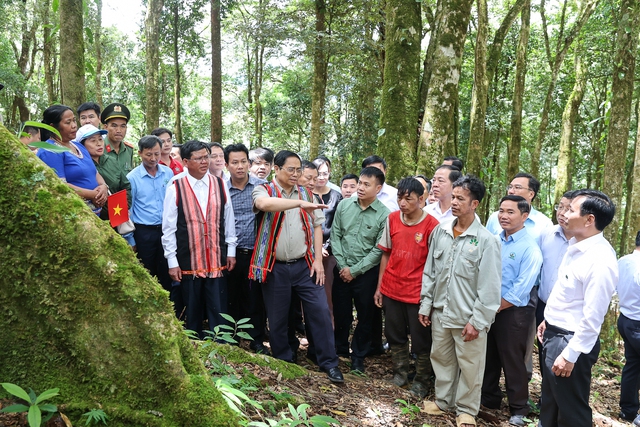 Thủ tướng tặng 12.000 cây giống sâm Ngọc Linh cho các hộ nghèo  - Ảnh 2.