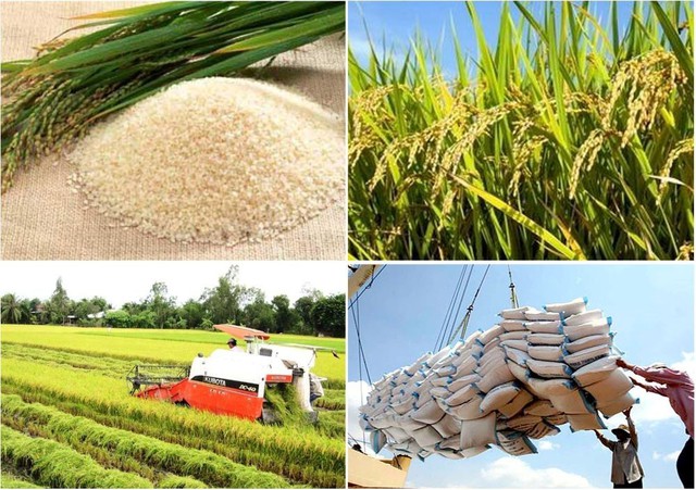 Cân đối nguồn lúa, gạo phục vụ nhu cầu trong nước, xuất khẩu, đảm bảo an ninh lương thực quốc gia trong mọi tình huống - Ảnh 1.