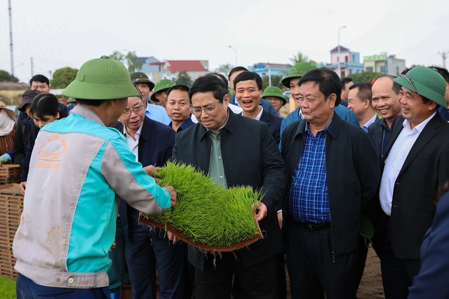 Thủ tướng Phạm Minh Chính xuống đồng cấy lúa, thu hoạch cà rốt cùng nông dân- Ảnh 1.