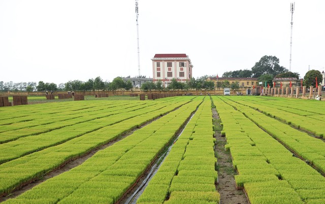 Thủ tướng Phạm Minh Chính xuống đồng cấy lúa, thu hoạch cà rốt cùng nông dân- Ảnh 7.