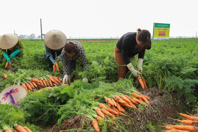 Thủ tướng Phạm Minh Chính xuống đồng cấy lúa, thu hoạch cà rốt cùng nông dân- Ảnh 10.
