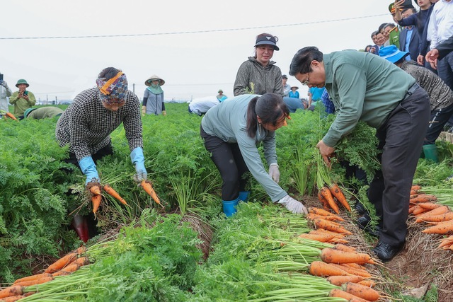 Thủ tướng Phạm Minh Chính xuống đồng cấy lúa, thu hoạch cà rốt cùng nông dân- Ảnh 13.