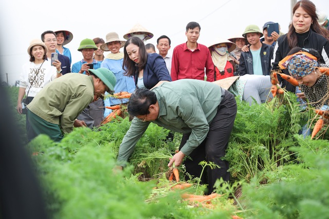 Thủ tướng Phạm Minh Chính xuống đồng cấy lúa, thu hoạch cà rốt cùng nông dân- Ảnh 15.