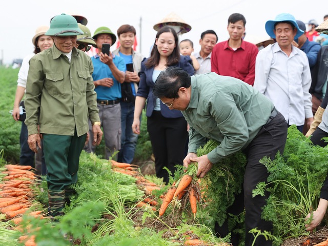 Thủ tướng Phạm Minh Chính xuống đồng cấy lúa, thu hoạch cà rốt cùng nông dân- Ảnh 16.