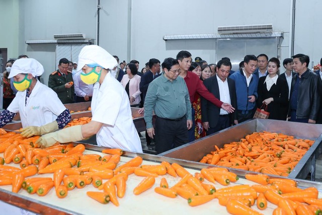 Thủ tướng Phạm Minh Chính xuống đồng cấy lúa, thu hoạch cà rốt cùng nông dân- Ảnh 22.