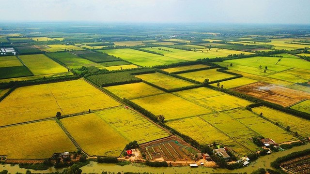 Tiêu chí, điều kiện chuyển mục đích sử dụng đất trồng lúa- Ảnh 1.