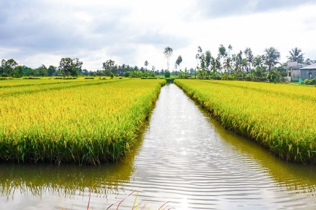 Quy định mới: Chuyển đổi cơ cấu cây trồng, vật nuôi trên đất trồng lúa- Ảnh 1.