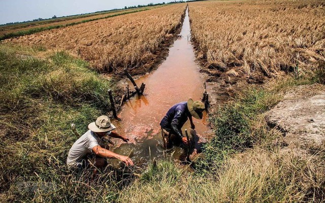 Thủ tướng chỉ đạo ứng phó đợt xâm nhập mặn cao điểm ở Đồng bằng sông Cửu Long và Thành phố Hồ Chí Minh- Ảnh 1.