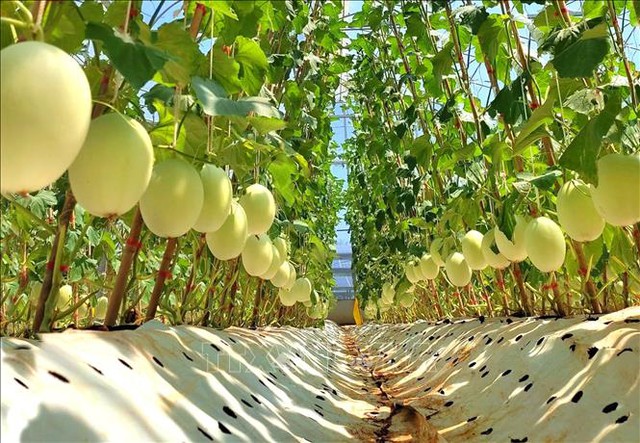 Nội dung cơ bản của dự thảo Nghị định về phát triển liên kết chuỗi giá trị nông nghiệp bền vững- Ảnh 1.