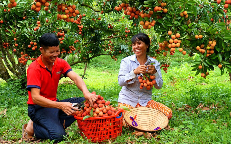 Quy định mới về vay vốn từ Quỹ Hỗ trợ nông dân