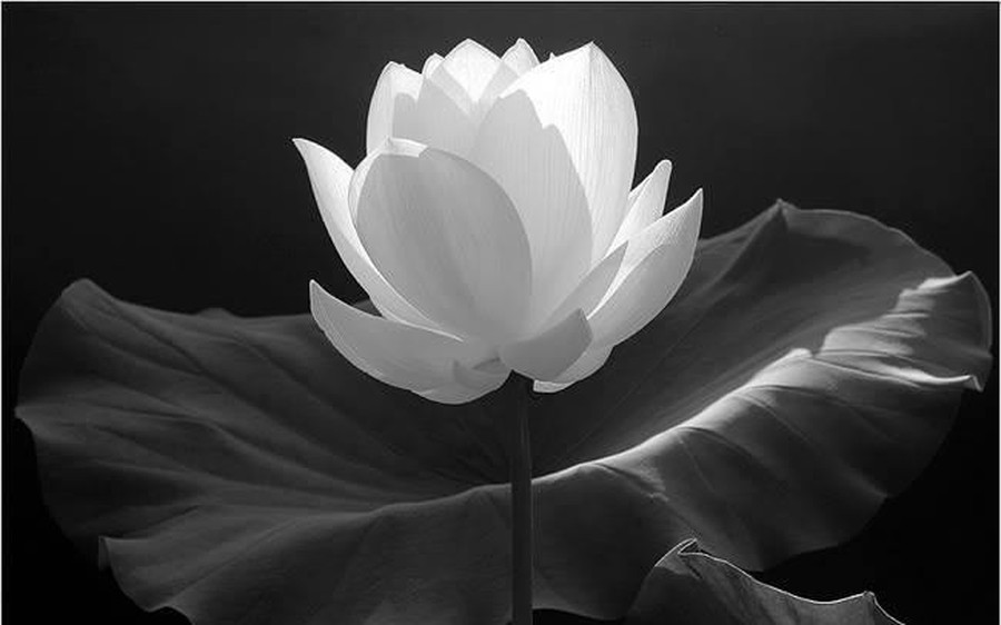 Nguyên Phó Chủ tịch Hội đồng Bộ trưởng Trần Phương từ trần