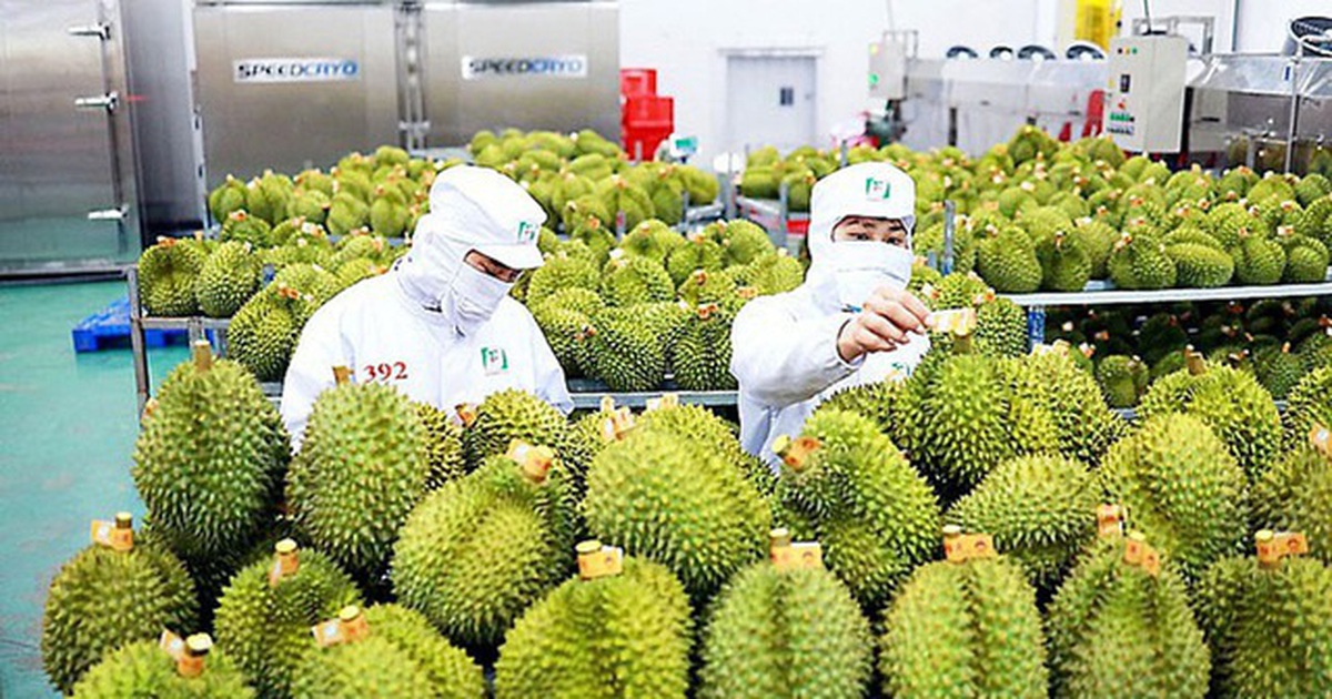 Xây dựng THƯƠNG HIỆU QUỐC GIA cho SẦU RIÊNG VIỆT NAM