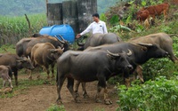 Hỗ trợ 100% kinh  phí phối giống nhân tạo trâu, bò, lợn