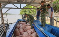 Thủ tướng chỉ đạo quyết liệt ngăn chặn lợn nhập lậu