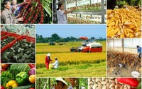 Đề xuất tiêu chuẩn thành viên Hội đồng quản lý đơn vị sự nghiệp công lập lĩnh vực NNPTNT