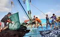 Quy định về giám sát viên trên tàu cá hoạt động khai thác ở vùng biển Việt Nam