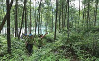 Quy định tổ chức Lực lượng chuyên trách bảo vệ rừng của Ban Quản lý Rừng phòng hộ, đặc dụng TP HCM