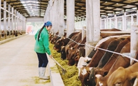 Tăng cường thanh tra, kiểm tra, xử lý nghiêm các hành vi vi phạm hành chính về chăn nuôi