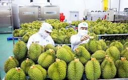Xây dựng THƯƠNG HIỆU QUỐC GIA cho SẦU RIÊNG VIỆT NAM