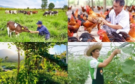 Toàn văn dự thảo Nghị định về chính sách khuyến khích phát triển kinh tế trang trại nông nghiệp